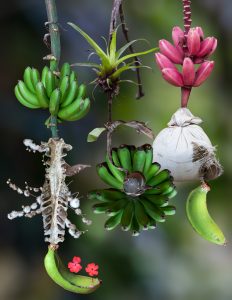 Espécimen Raro # 3 (edición 1/5)