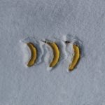 Frozen Bananas