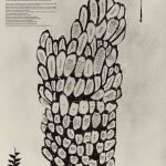 Nova Cartografia Tropical