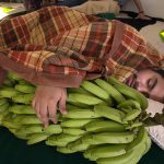Para ti el banano madura al peso de tu dulce amor