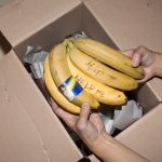 Republica das Bananas