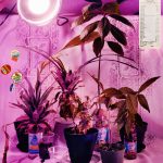 Transplant Family Portrait