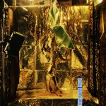 Untitled (Golden)