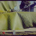 Banana Plant